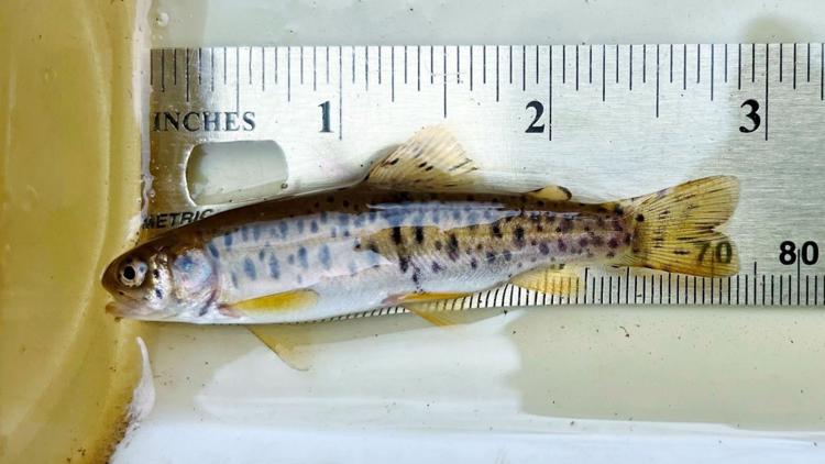A Colorado fish once believed to be extinct is naturally reproducing in the wild once again