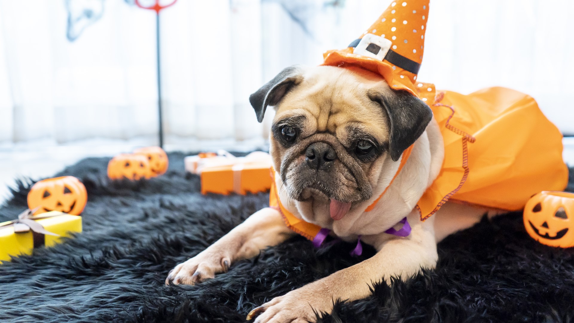 Ut Howl Spooky pups fill UT Gardens for 'Howl-O-Ween Pooch Parade' | wbir.com