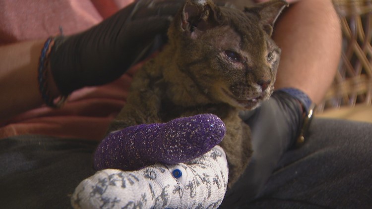 Cat burned in Colorado wildfire found on porch of only home left standing in neighborhood