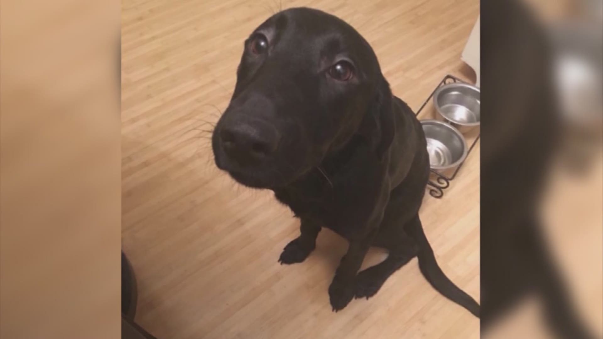 A series of good deeds turns into heartbreak for a dog owner. The woman is holding out hope that she'll get her one-year-old black lab "mila" back -- after another family adopted her.