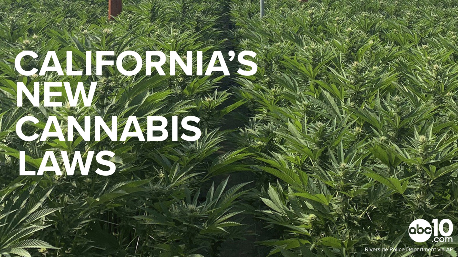 марихуана калифорния легально