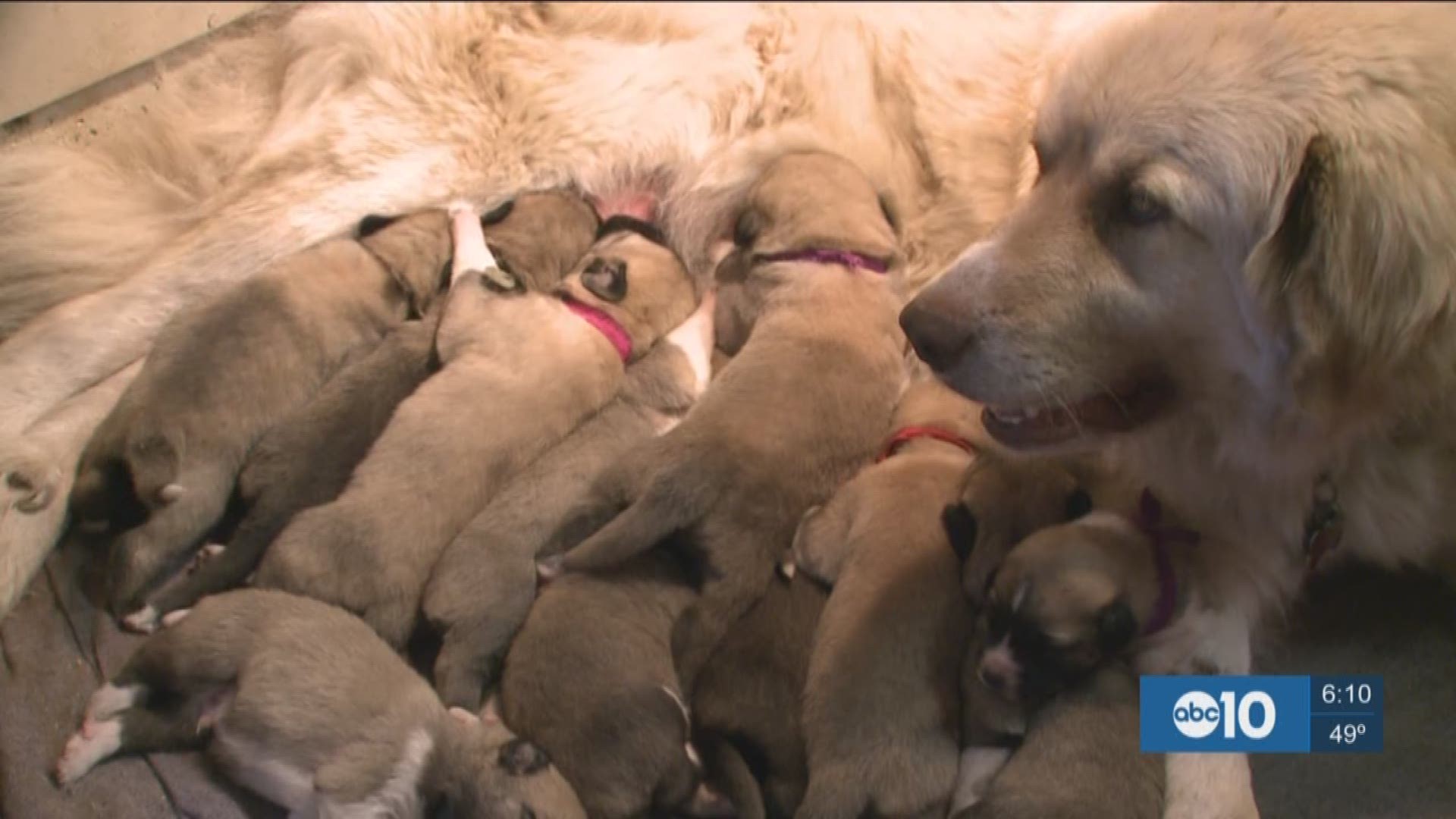 After Disappointment 14 Puppies Born To Family Dog Wbir Com