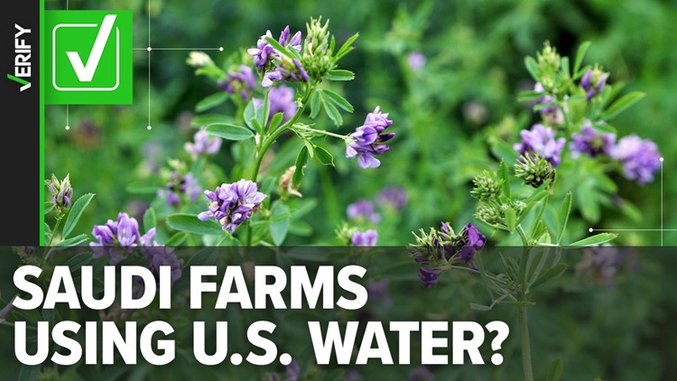 Yes, a Saudi Arabian company uses water from Arizona and California to grow alfalfa