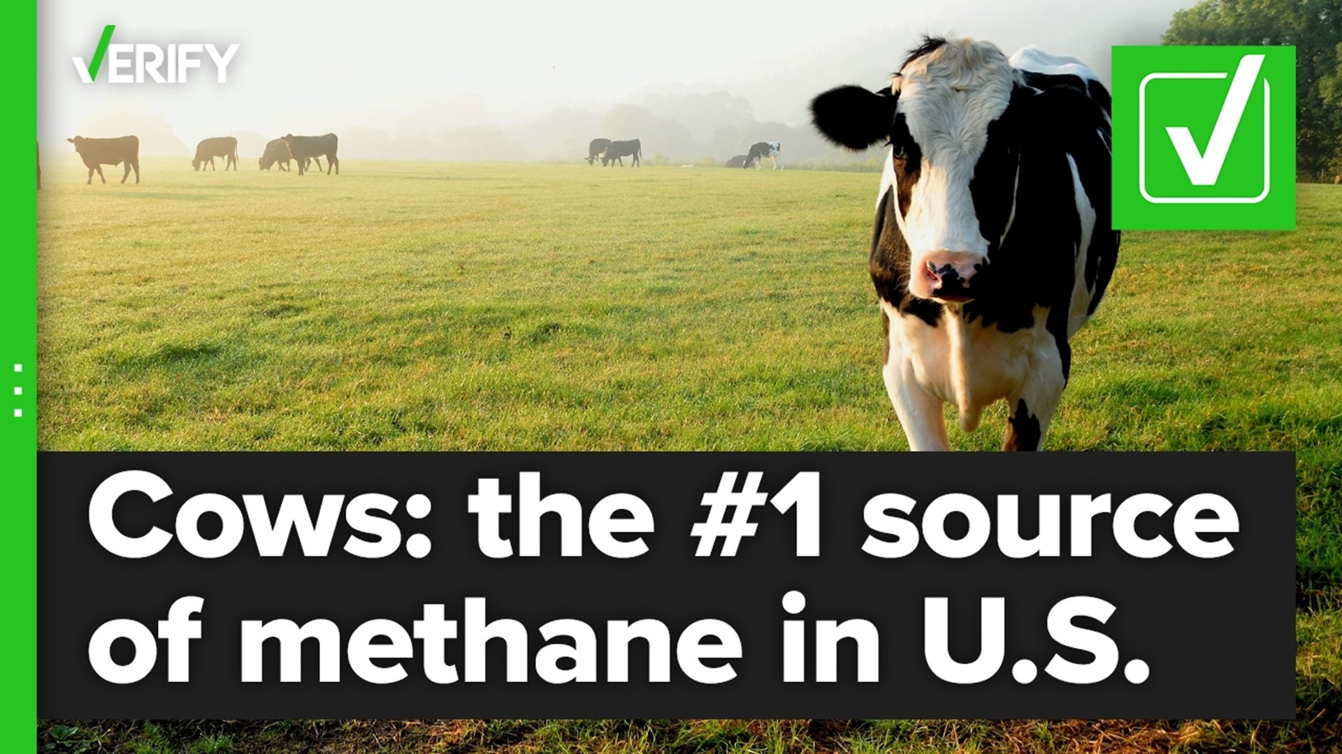 Methane is produced as a part of cattle’s digestive process, and cow burps are full of it. That’s what makes cattle a major contributor of U.S. methane emissions.