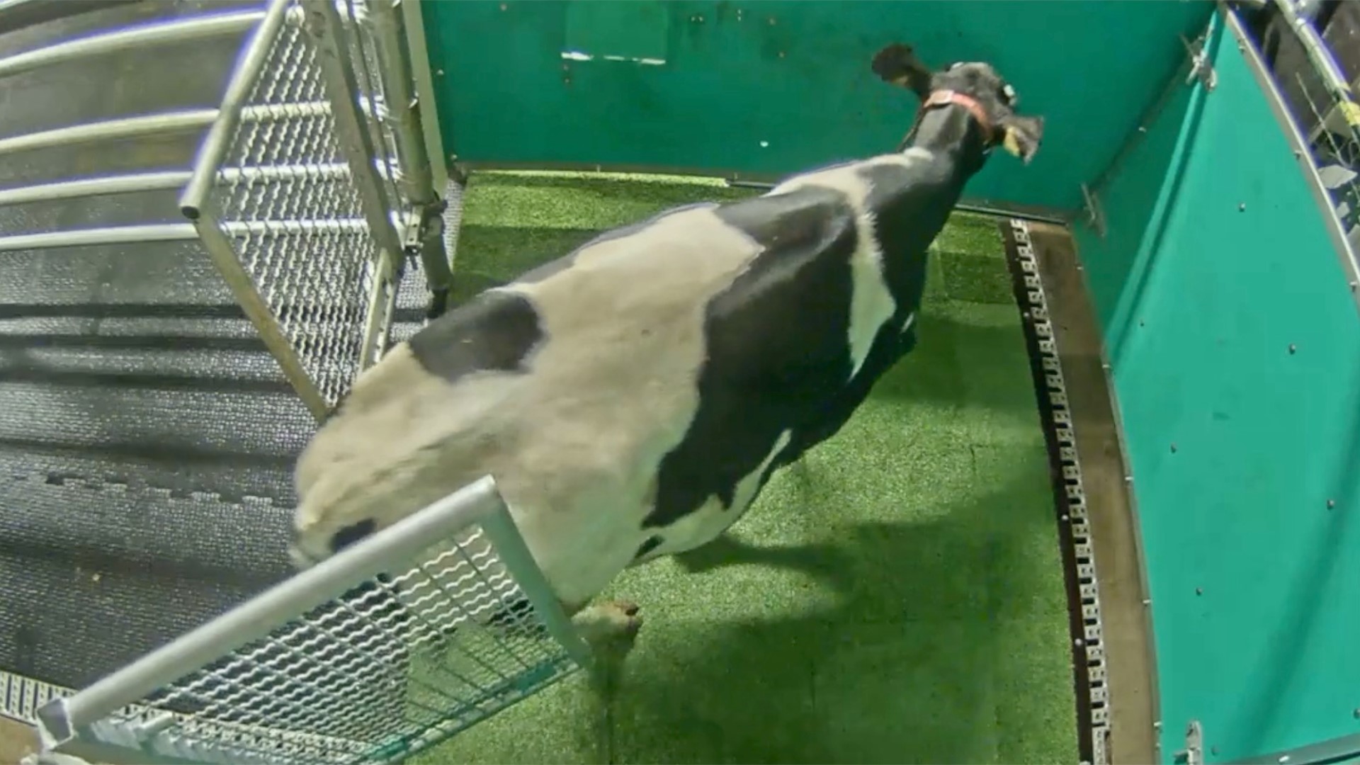 Scientists potty train cows to use 'MooLoo'