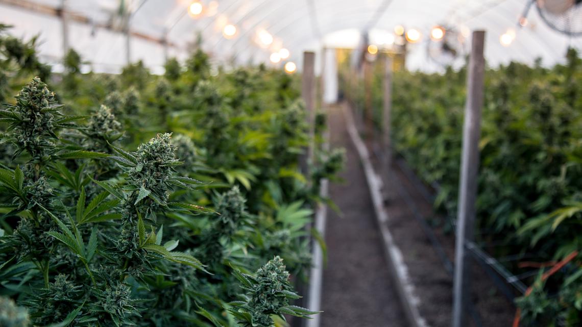 'Pot for Potholes Act' aims to legalize marijuana in Tennessee and distribute taxes to repair infrastructure