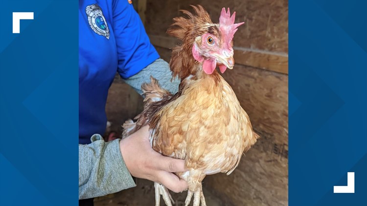 Memphis Animal Services asking for help after illegal cockfighting bust sends nearly 100 chickens to their shelter