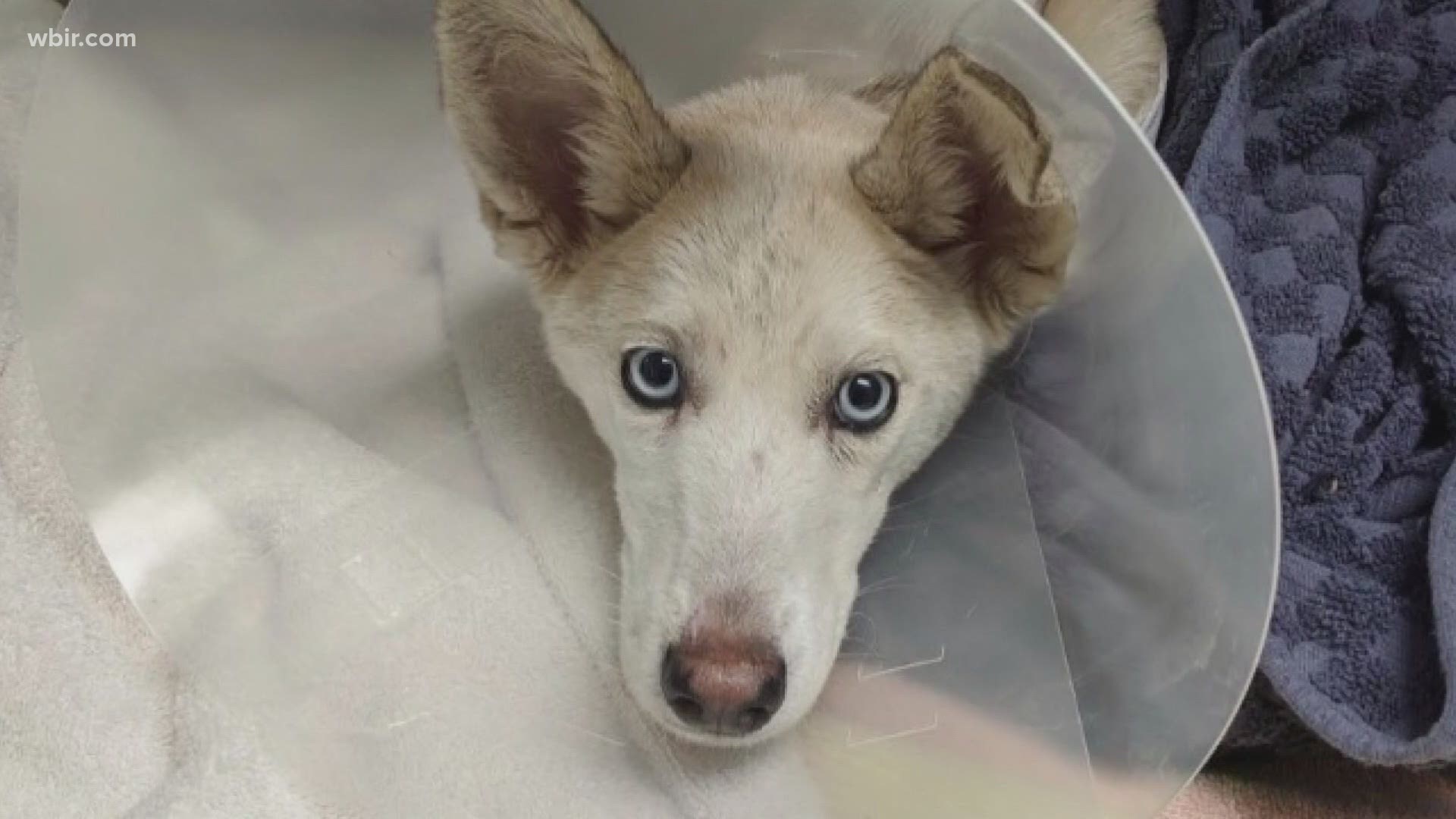 A dog Knoxville police think was thrown from an overpass is recuperating in a foster home.