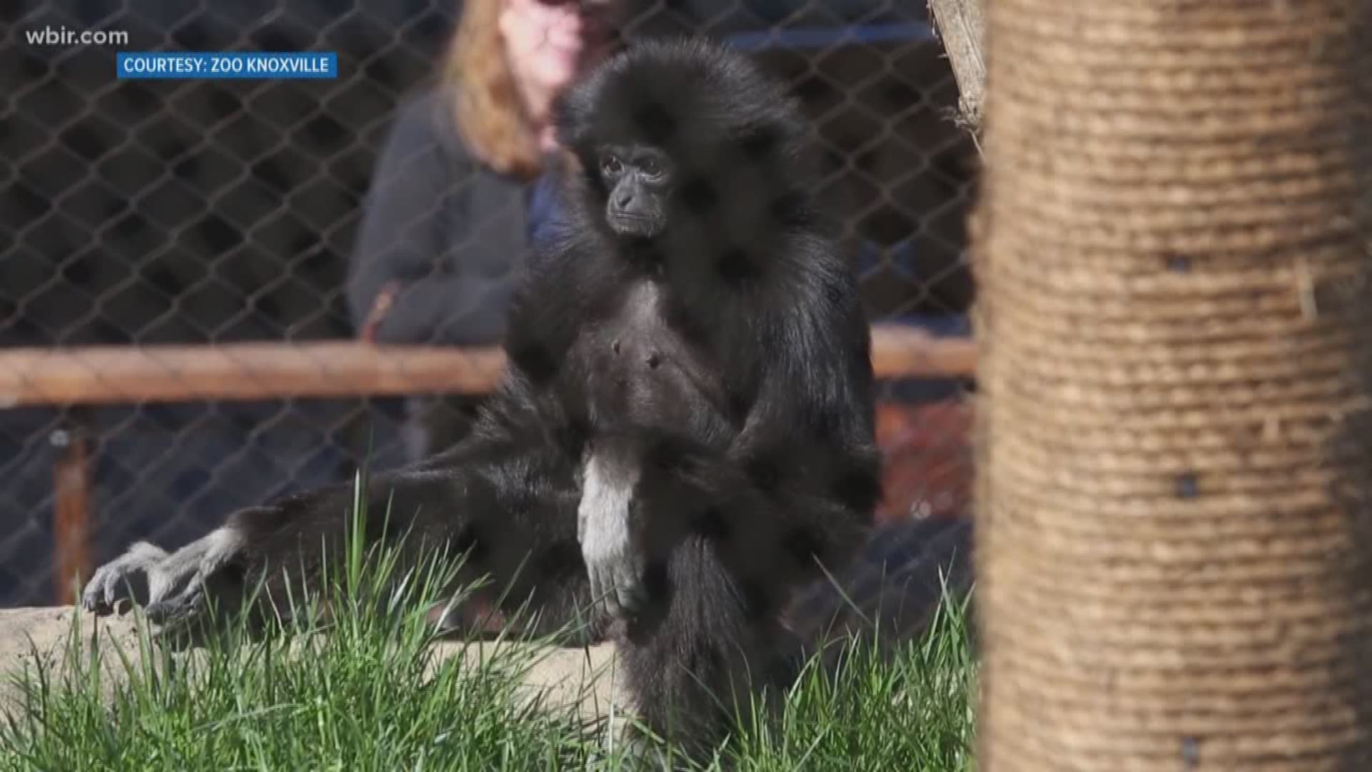 April 18, 2018: Zoo Knoxville is mourning the loss of one of its newest residents, a gibbon named Naomi.