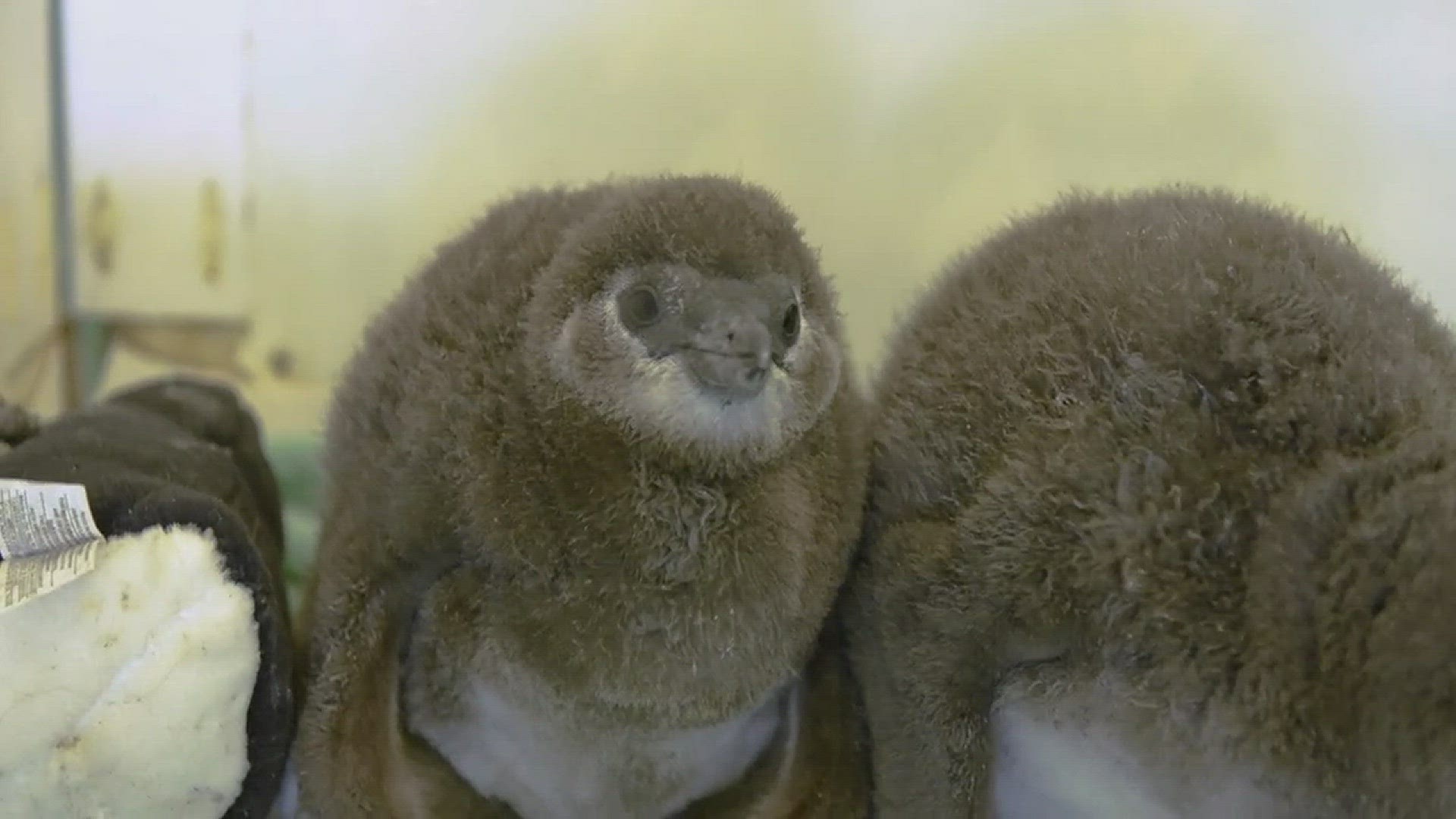 Two of the penguins were born from parents Haley and Glen, and a third was born from parents Nick and Doza. The aquarium said all three are doing well and are being monitored around the clock by the Ripley Husbandry team. Video from: Ripley's