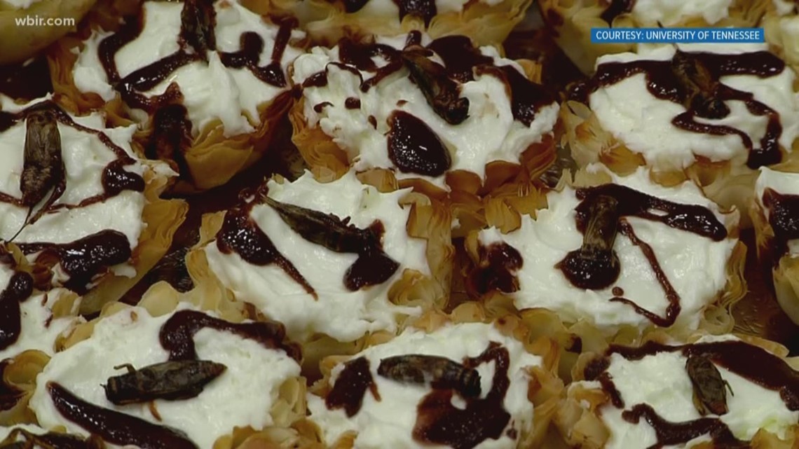 New meal plan? Knoxville UT students eat buffet of bugs