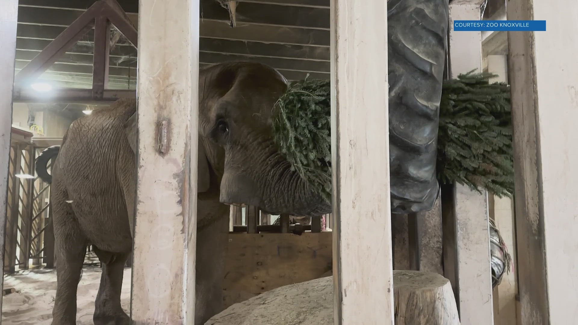 The zoo said anything that allows for "species-specific behavior," is what they look for when it comes to the animal's enrichment.