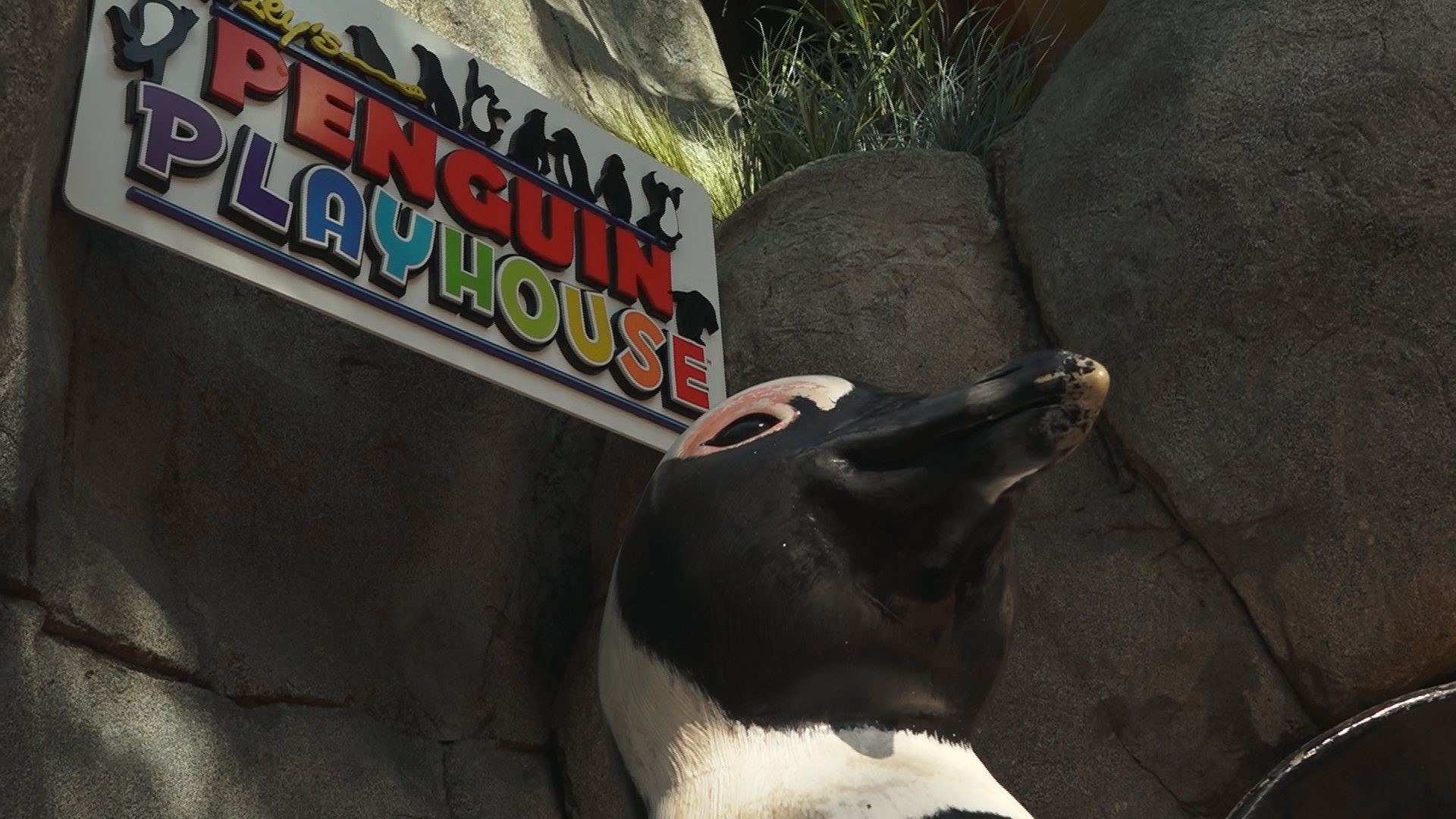 Zoo Knoxville Penguins arrive at their new home in Gatlinburg