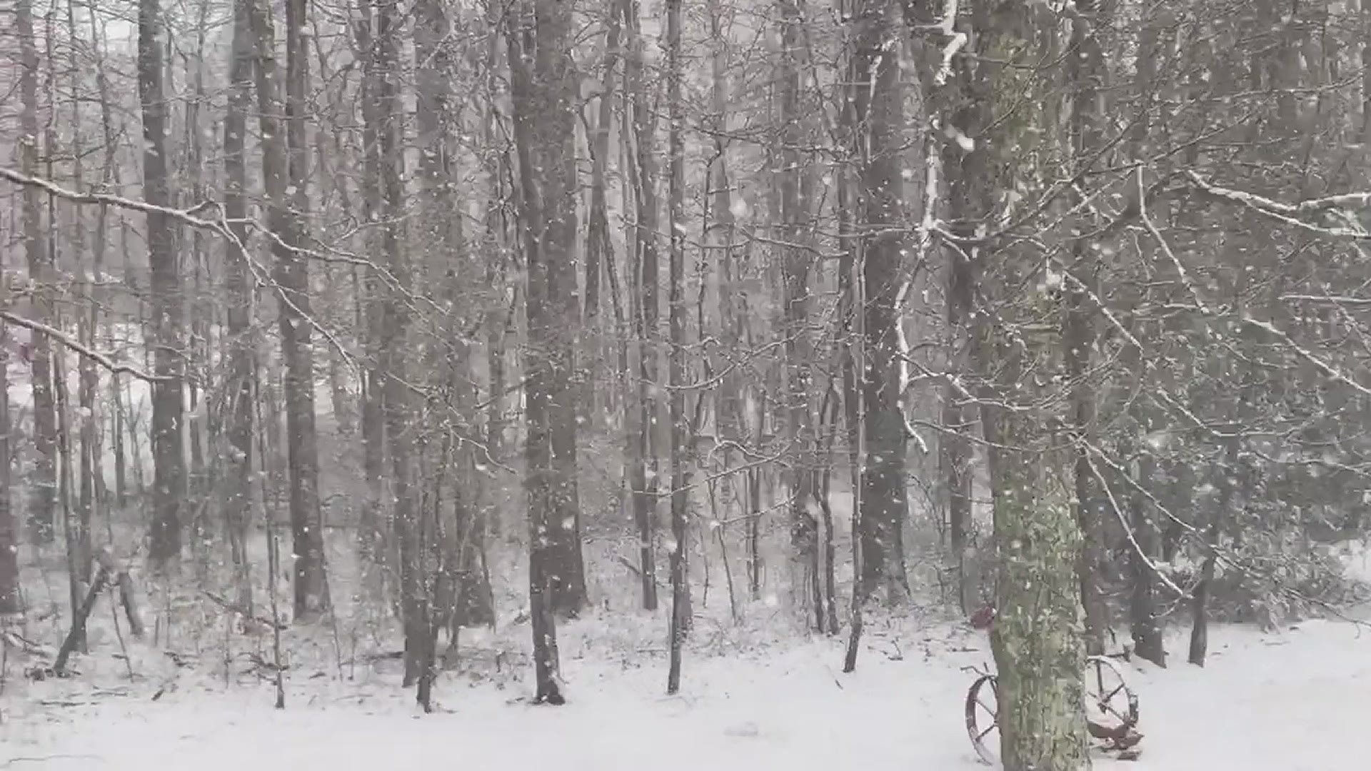 Snow falling in Oneida, Tennessee, on Feb. 16, 2021.
Credit: Tonja Burk