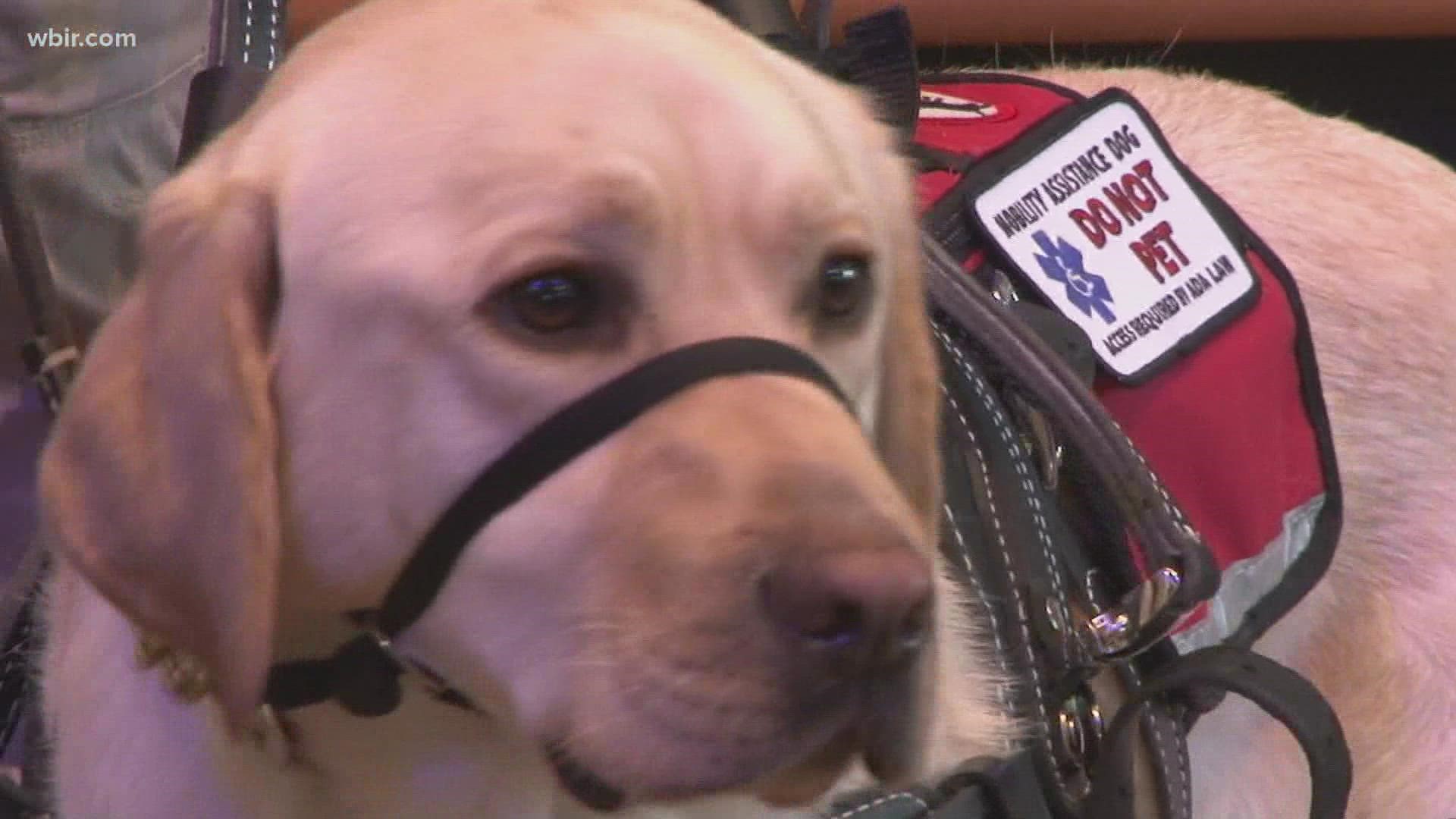 Veteran receives service dog to address physical and emotional needs |  