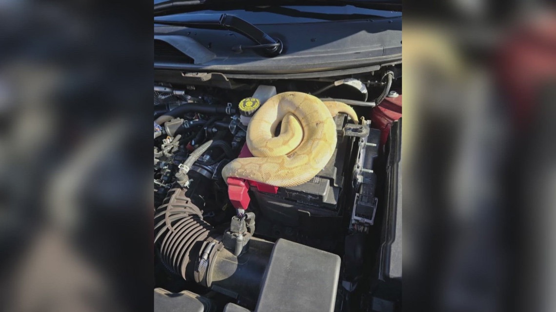 Knoxville man finds exotic python in SUV engine after noticing strange smell