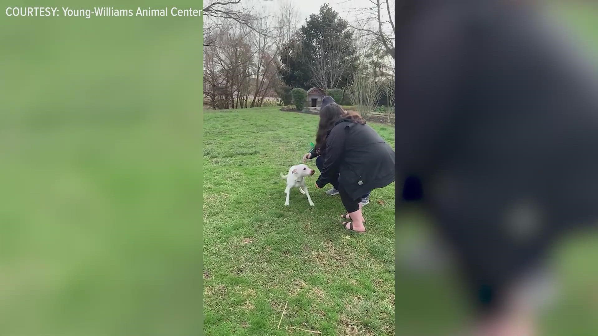 Angel the dog was missing for nearly a year when her owners saw a post with a very familiar pup on Young-Williams Animal Center's Facebook page.