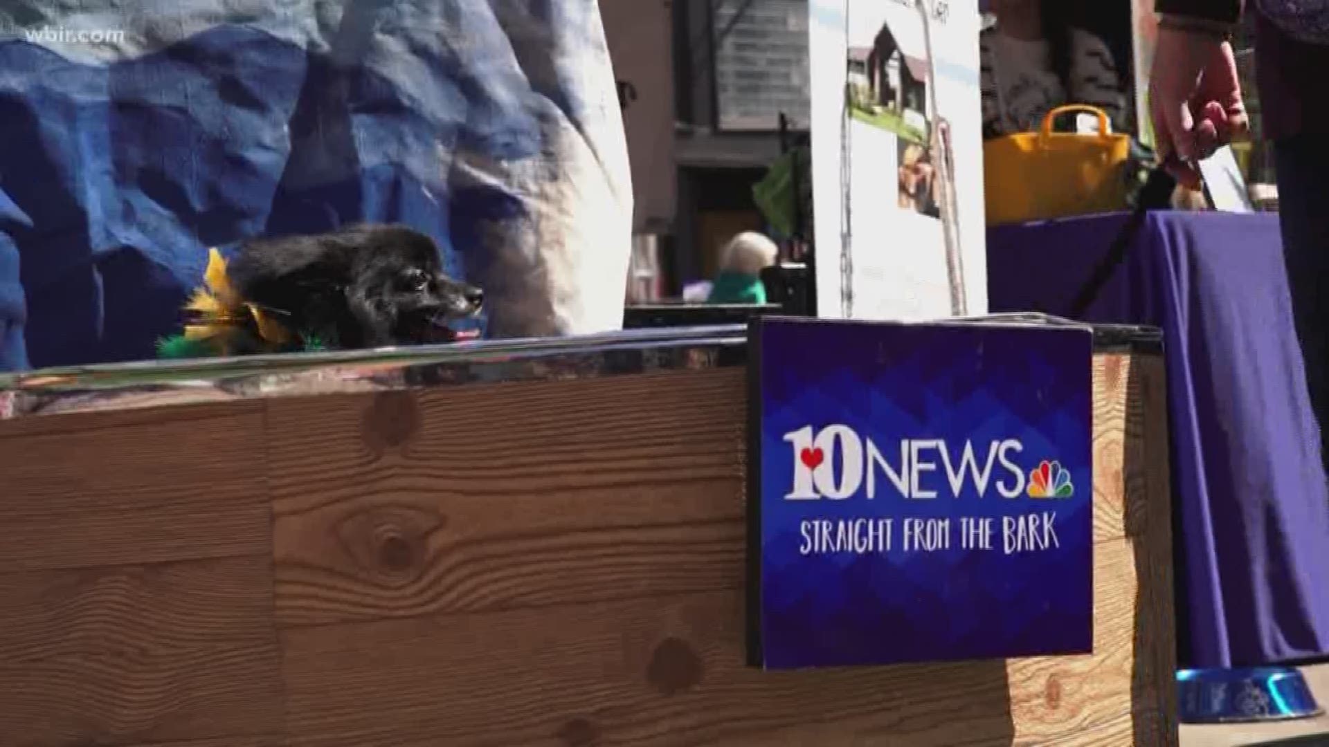 Hundreds of a dog were on the prowl Saturday in Downtown Knoxville!