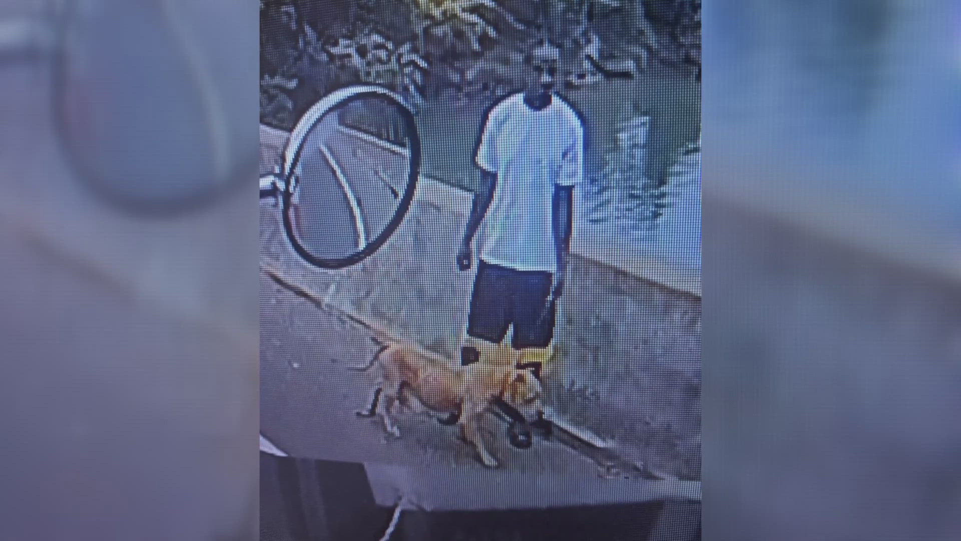 Man who allegedly threw dog over Knoxville bridge charged | wbir.com