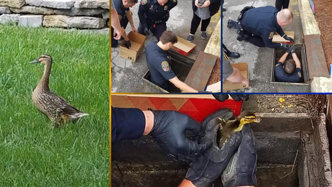 Police rush to save nine ducklings from Franklin storm drain | wbir.com