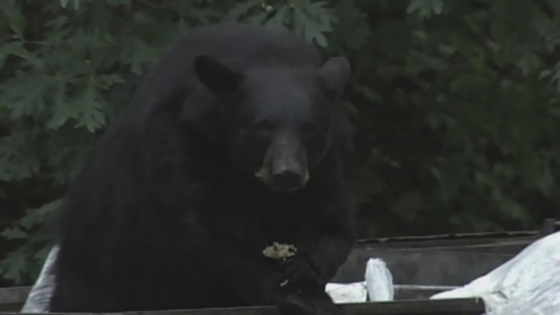 The Tennessee Wildlife Resources Agency announced a grant for cost-share funding to help local governments, communities and businesses address human-bear conflicts.