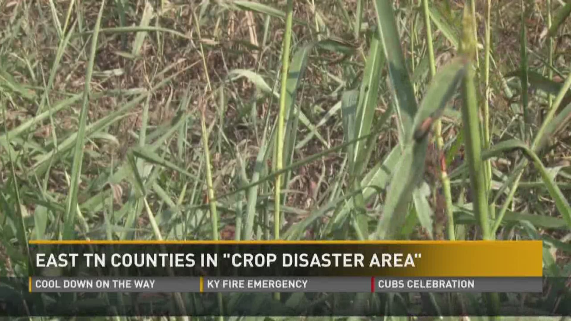The Department of Agriculture is offering some relief to farmers who need it in those counties. But, farmers say the help they need the most can only come from the sky.