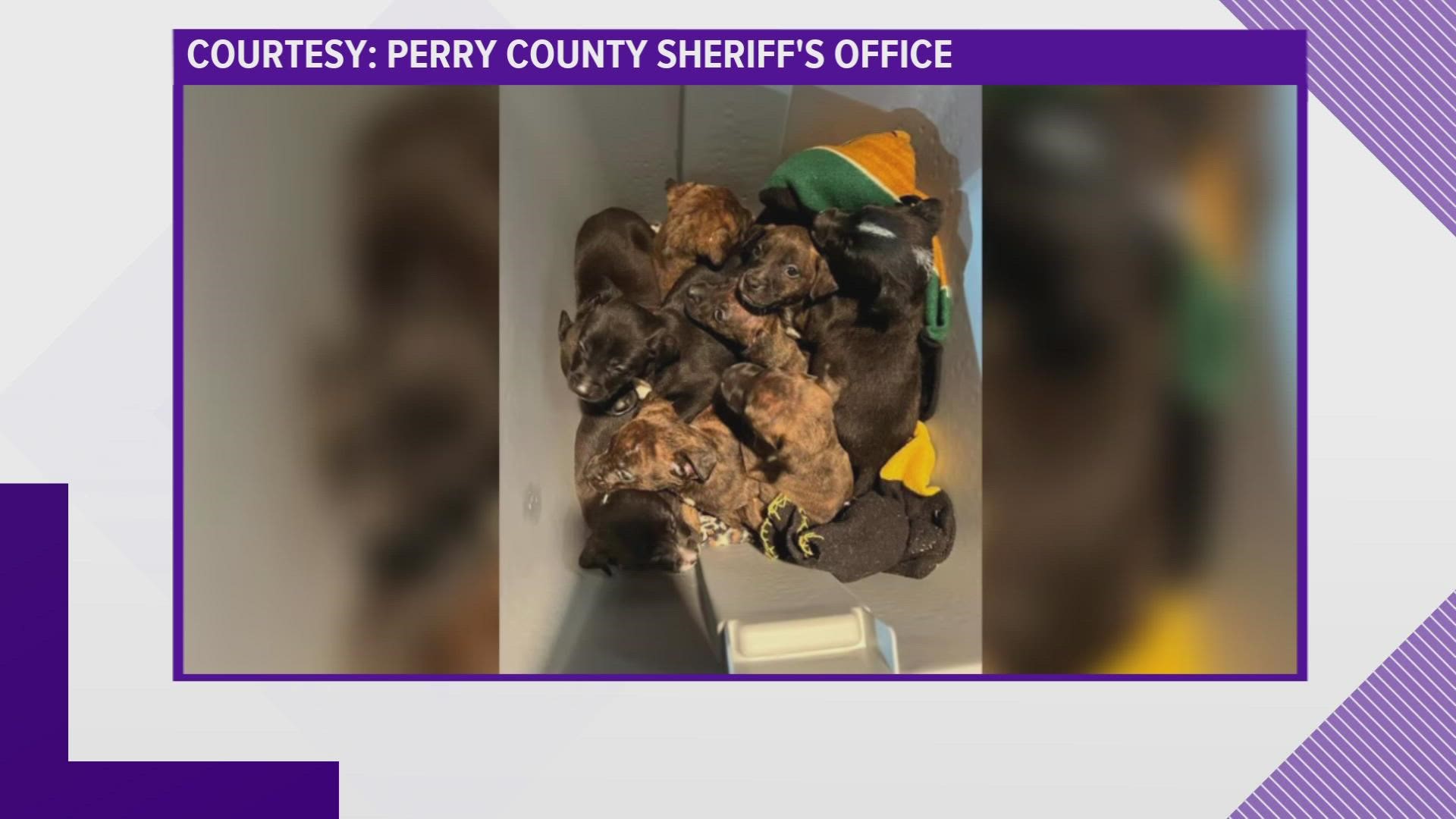 Nine puppies were found abandoned inside a cooler Saturday evening. According to the Perry County sheriff, a community member heard the cries from behind a dumpster.