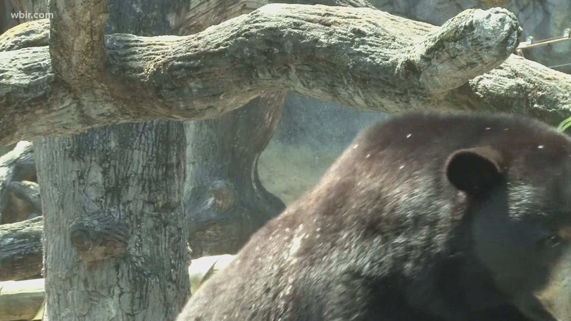 Experts said more sightings are an indication that bear populations could be growing.