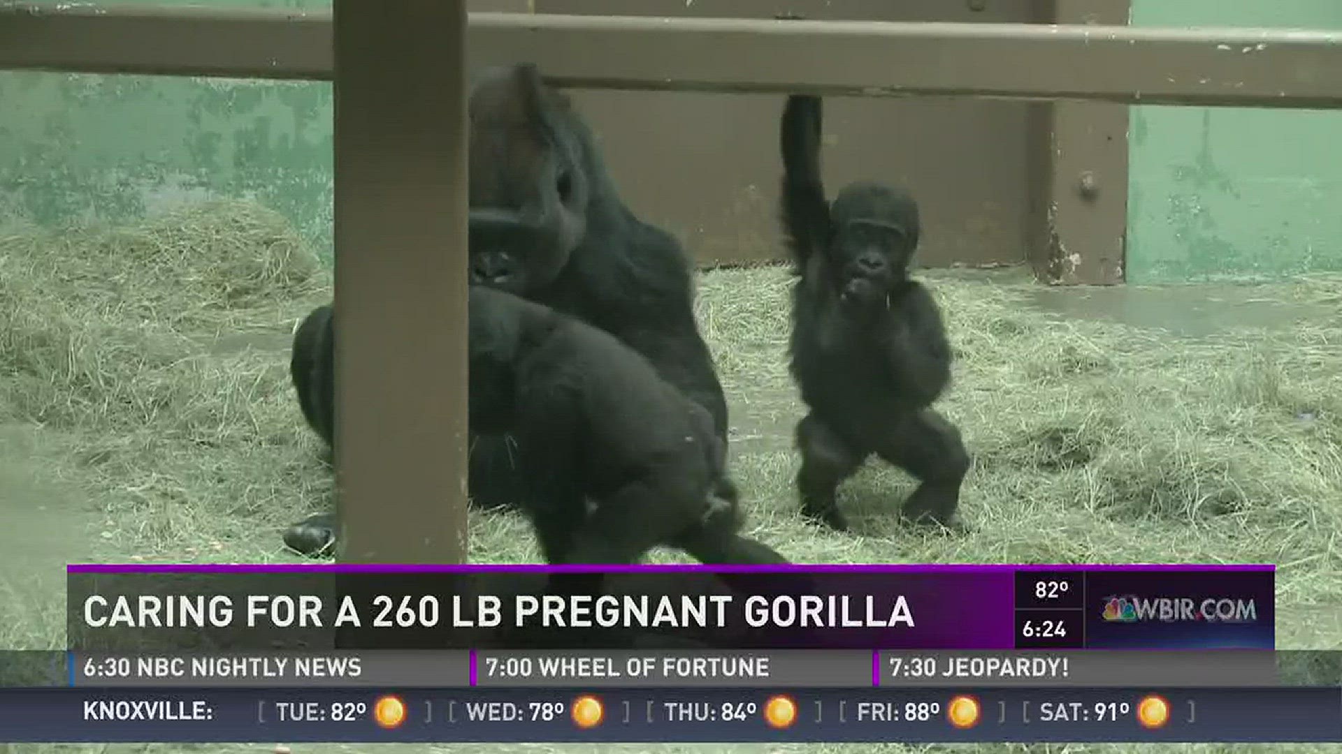 Knoxville zoo takes care of a 260 pound gorilla that they aren't allowed to touch