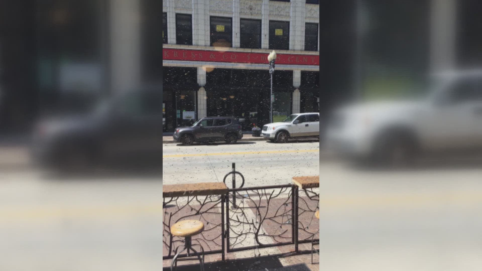A swarm of bees took up residence on the patio of Phoenix Pharmacy, and became a downtown attraction.