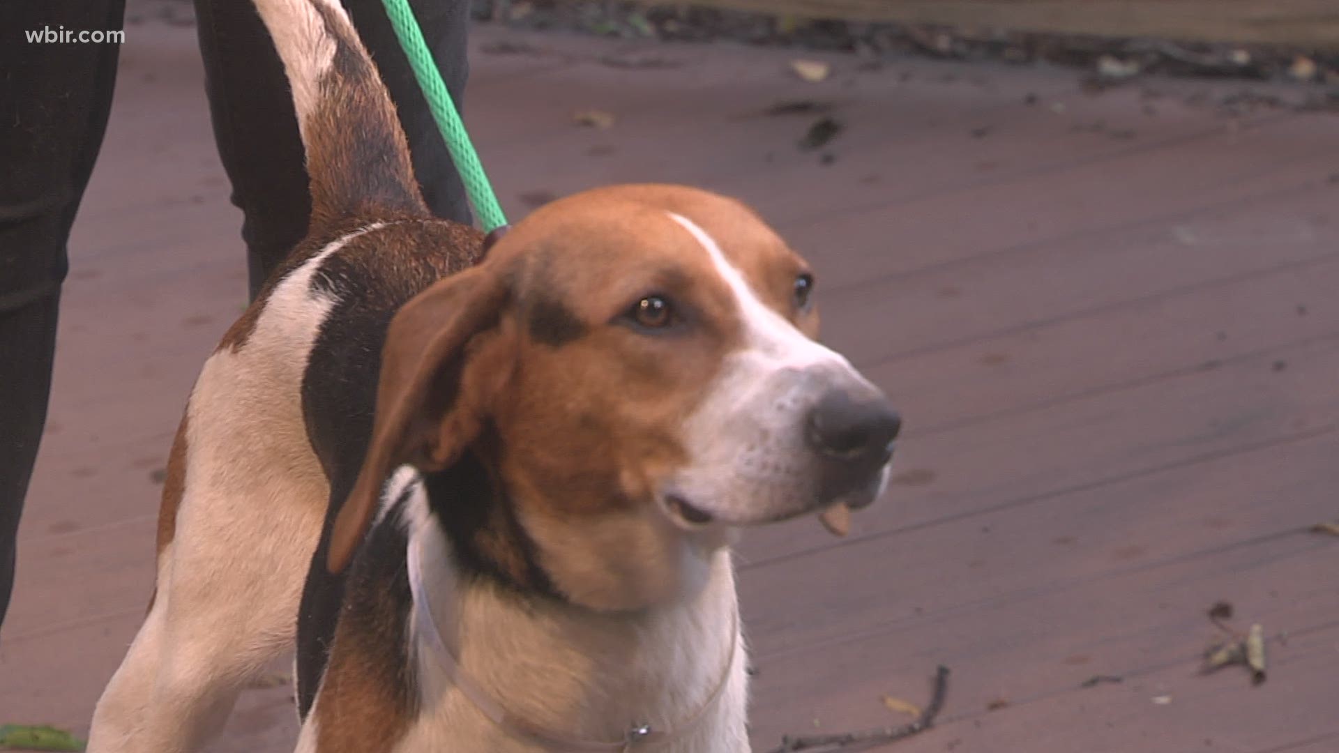 Young-Williams Animal Center is trying to find a forever home for hound mix Darla.