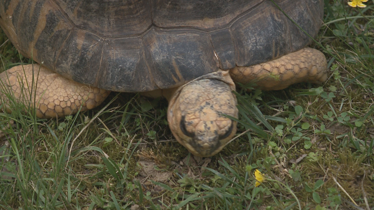 ZOO KNOXVILLE - TORTOISE