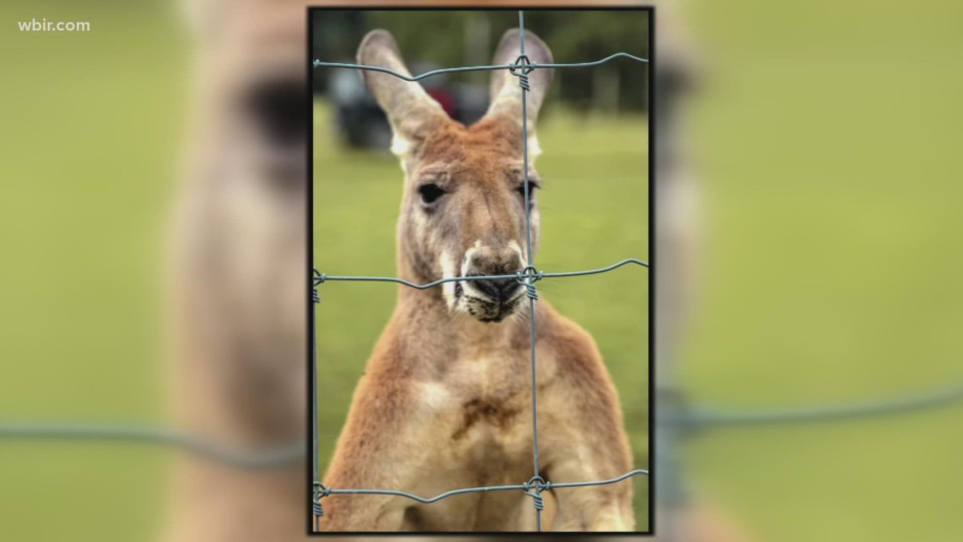 A man in Middle Tennessee said that his pet kangaroo did not need to die after a neighbor strangled it.