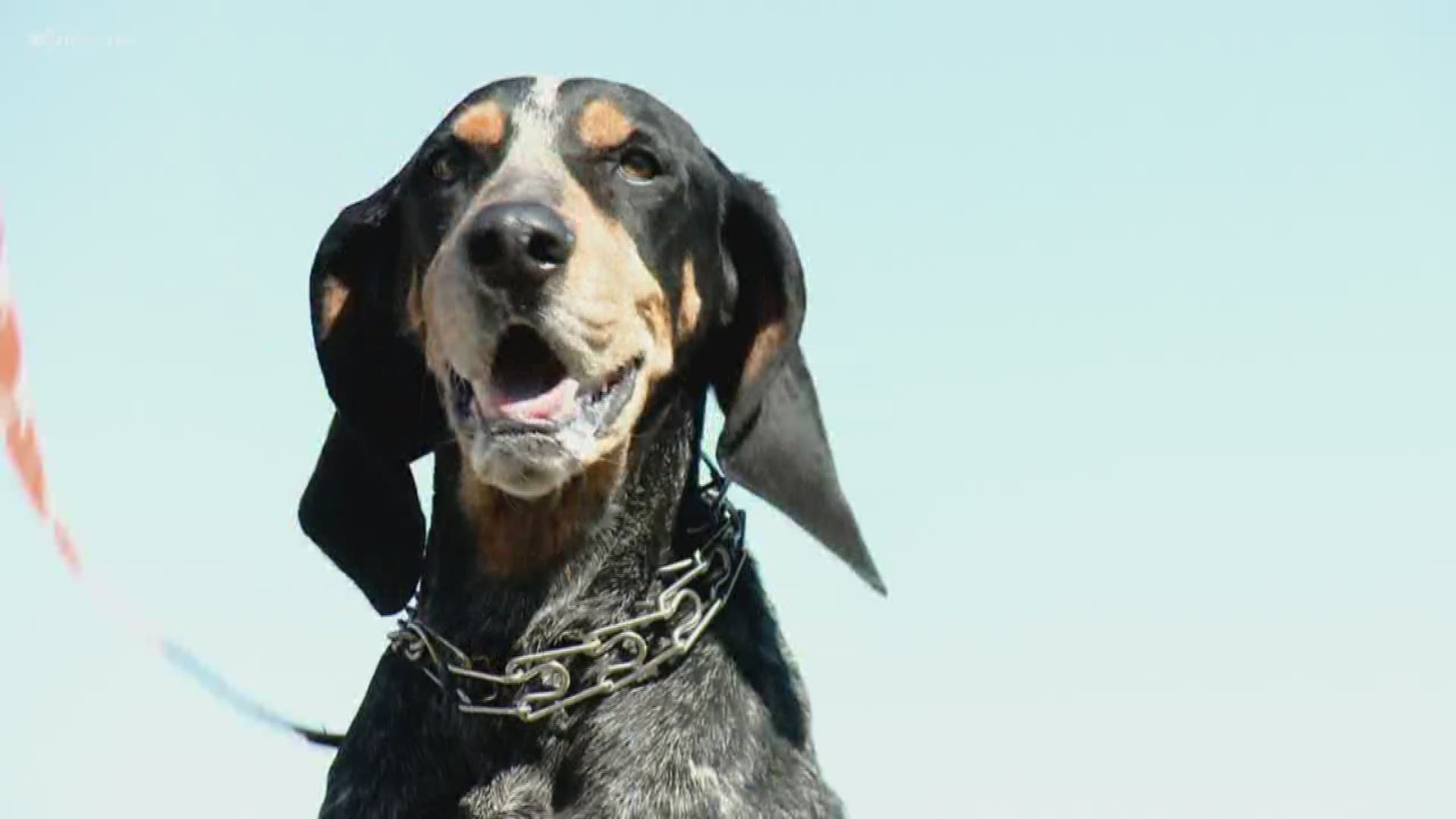 This week the Bluetick Coonhound became the official state dog of Tennessee. 10News reporter Jim Matheny got reactions from the top dog in Big Orange Country.