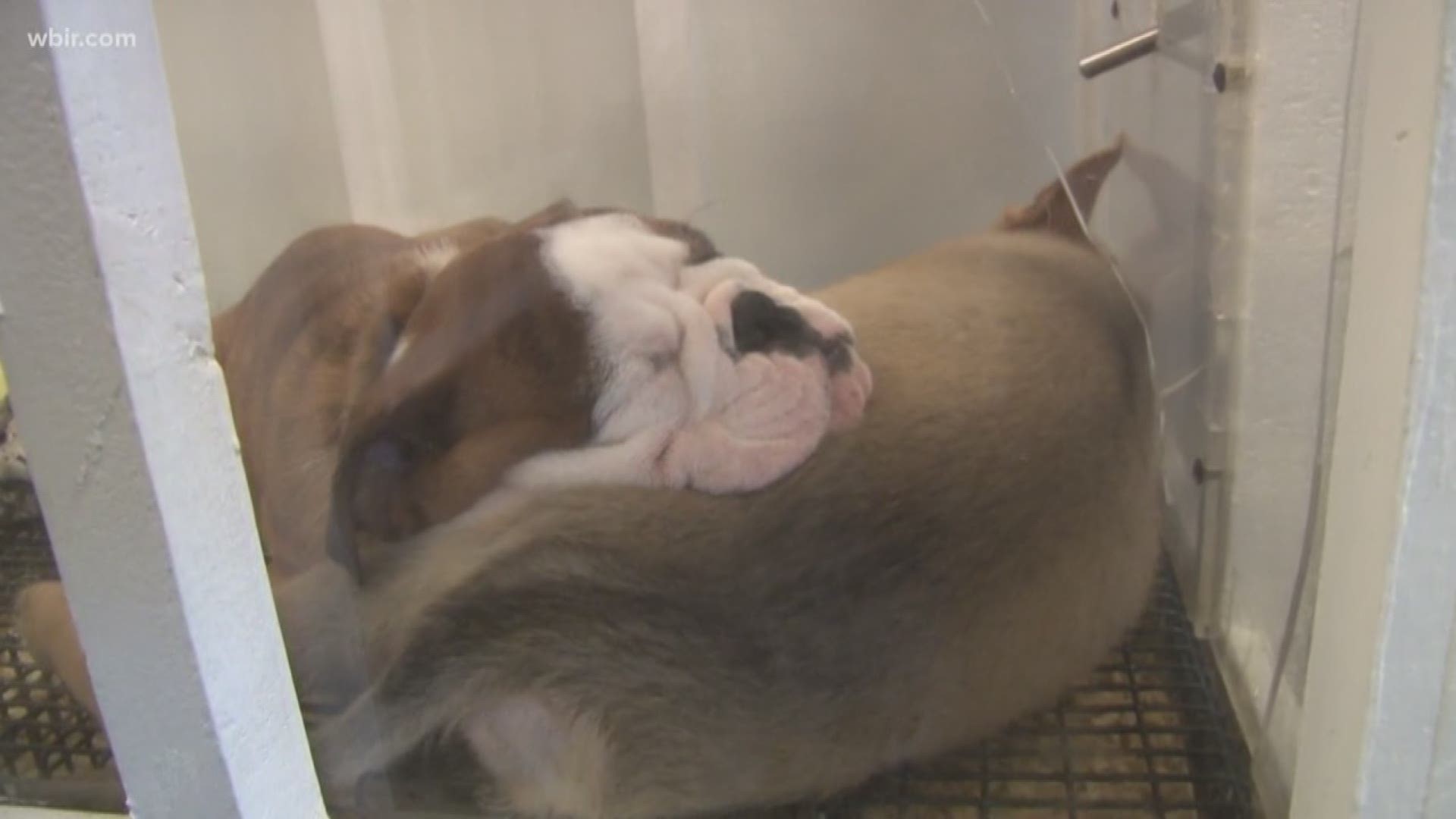 The woman said she was concerned about the puppies' welfare when she visited the Puppy Zone store in Knoxville this weekend.