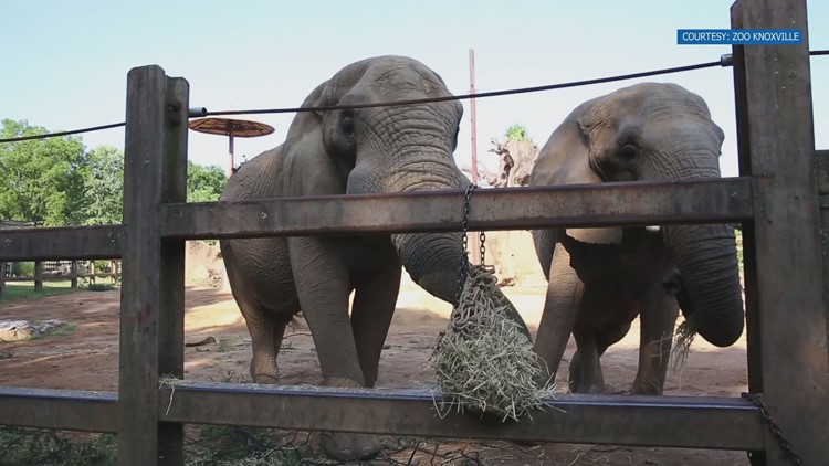 Zoo Knoxville planning farewell weekend for Jana the Elephant