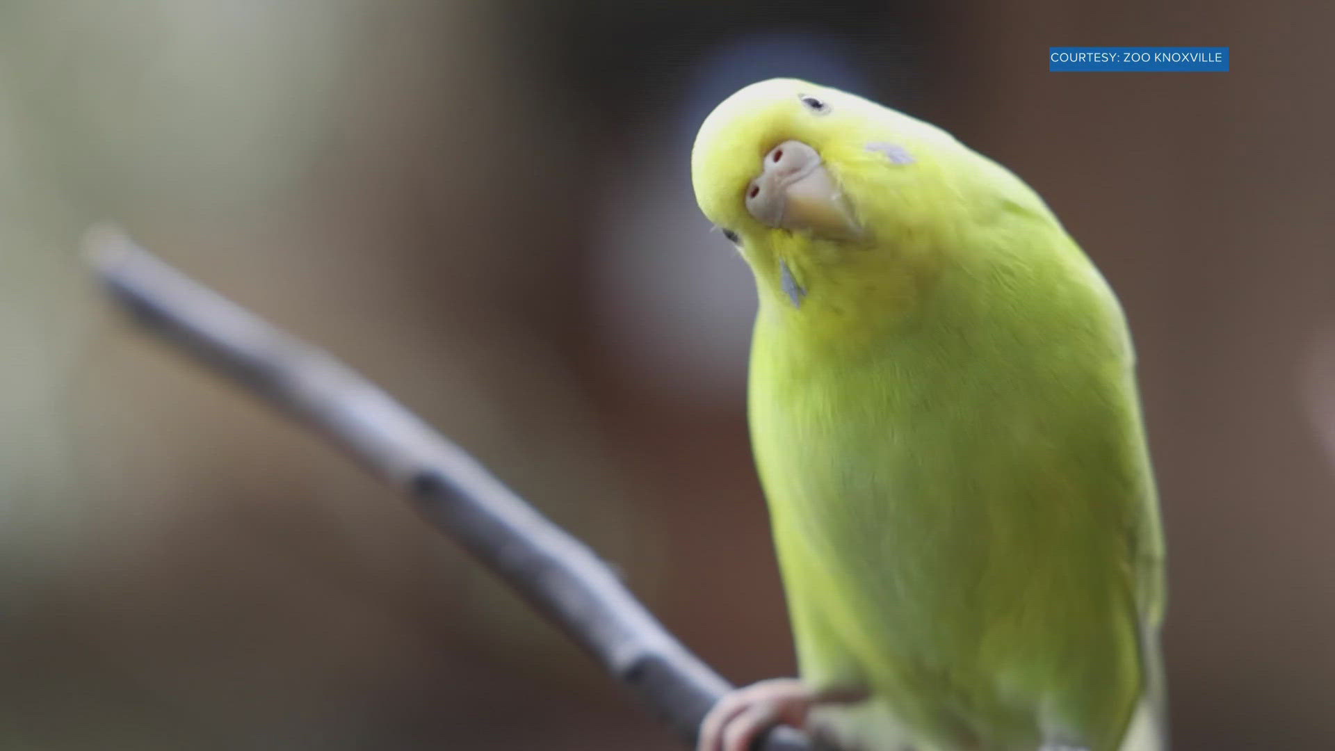 From Friday, May 3 to Sunday, May 12, you can name a parakeet after your mom.