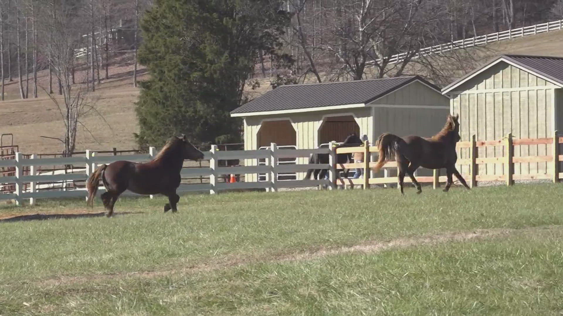 Phase one is building structures and preparing the pastures and phase two involves building a smaller special needs barn.