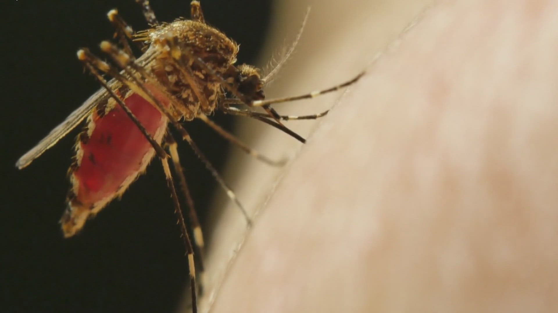 Staff at Arrow Exterminators said they get calls about mosquito infestations in homes every day.