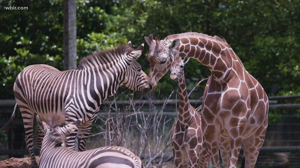 Take Time to Smile: Zoo Knoxville zebra, giraffe share smooch