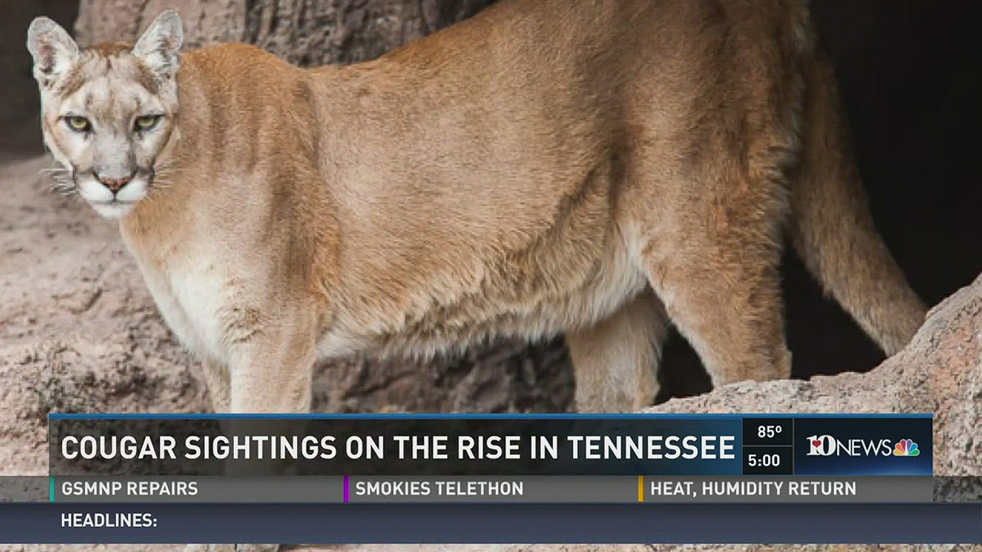 There are several confirmed cougar sightings of cougars in west and middle Tennessee, but TWRA officials don't expect them to migrate to East Tennessee.