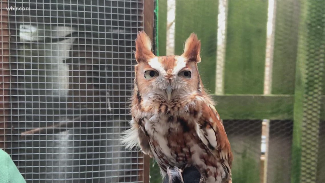 Ijams Nature Center to host 'Owl Prowl'