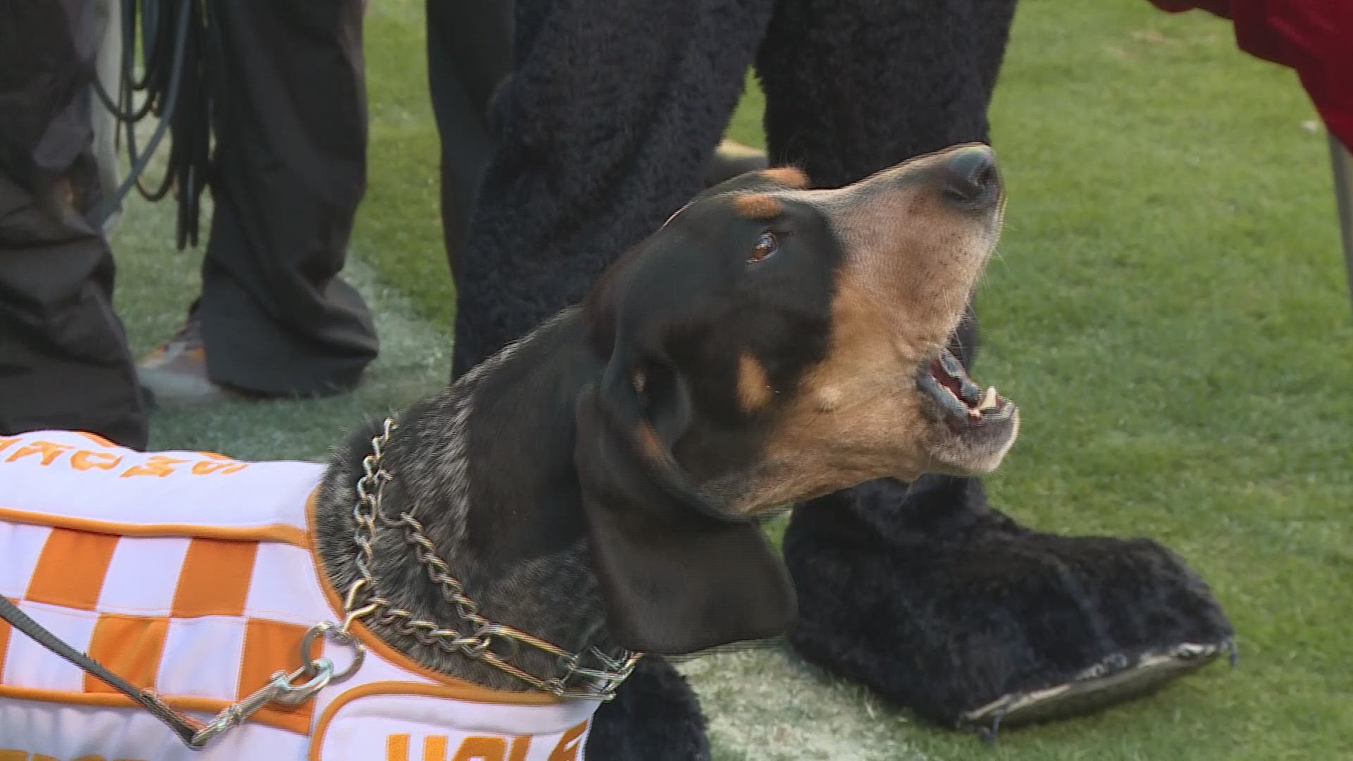 Tennessee mascot Smokey is celebrating 66 years on the sidelines | wbir.com