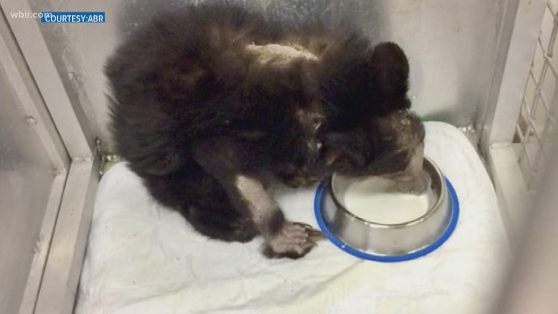 A bear in desperate need of food is recovering at the Appalachian Bear Rescue.