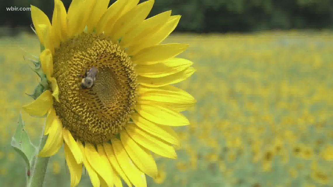 Sunflowers in bloom in South Knoxville