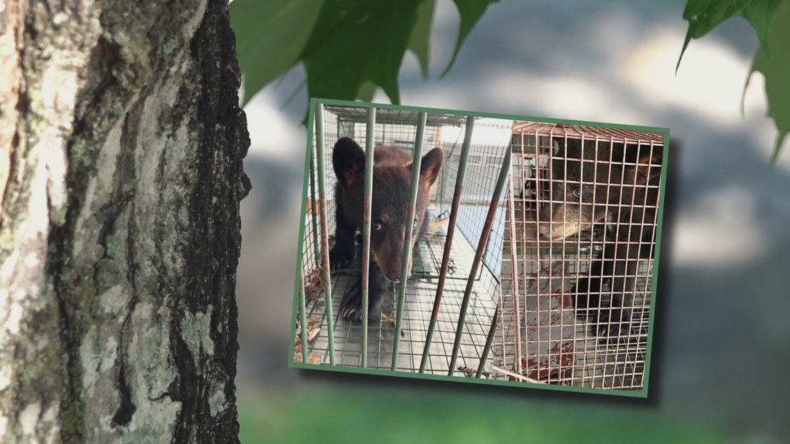 10Listens Killing of mama bear in Blount County raises questions about