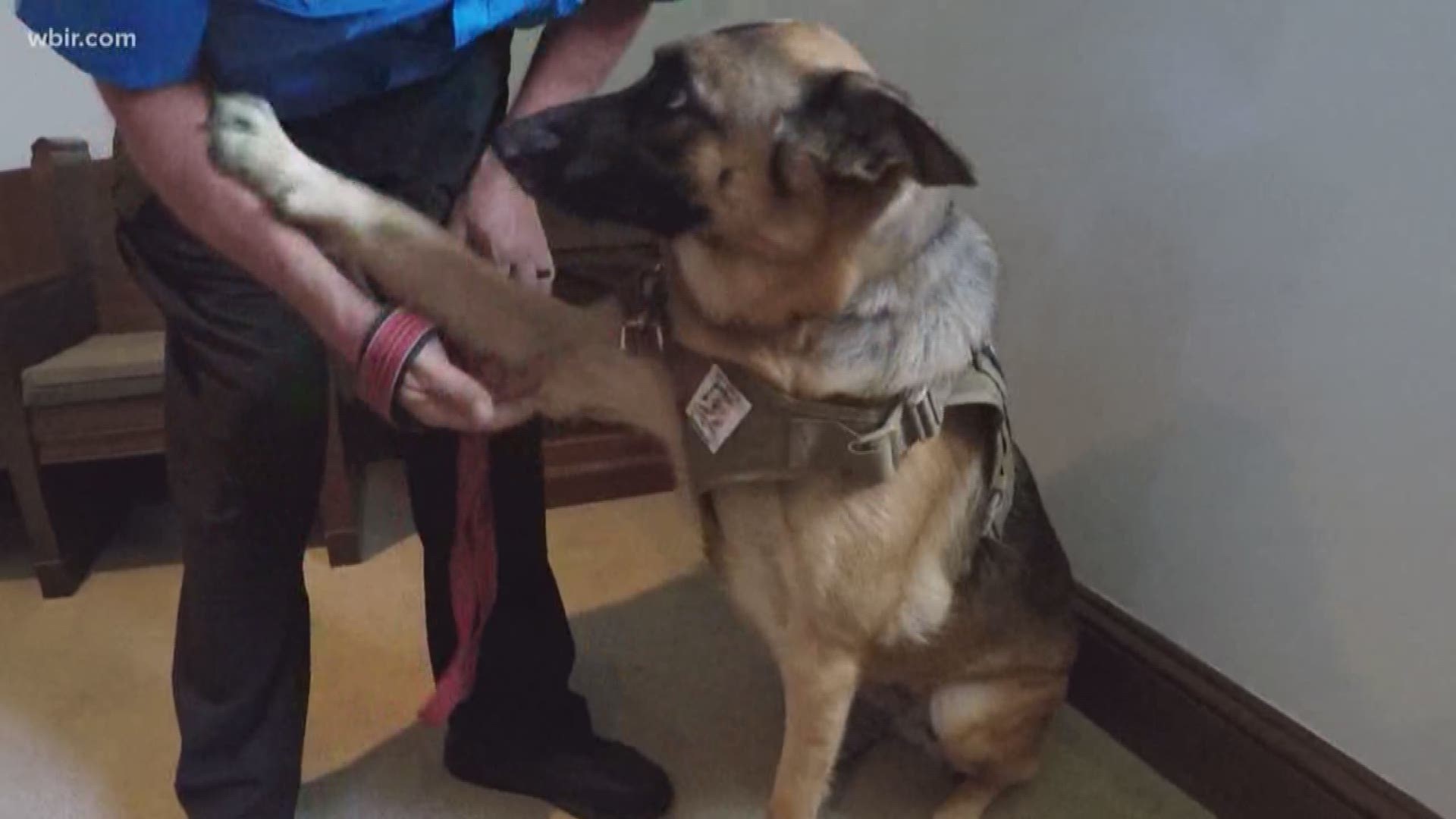 Nonprofit Graduates Six Service Dogs Gives Individuals With Ptsd New Hope Wbir Com