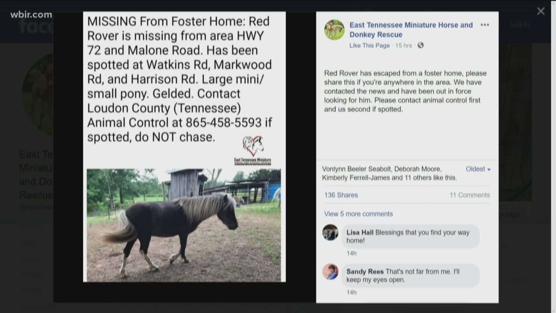 A mini horse is missing from a Loudon County foster home. The East Tennessee Miniature Horse and Donkey Rescue says Red Rover escaped the home over the weekend.