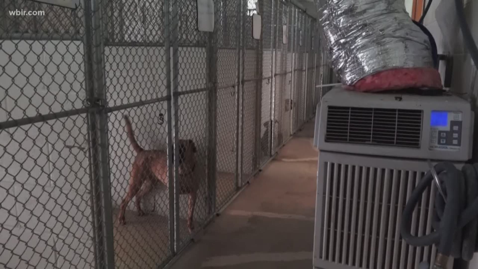 Four days after the air conditioning unit at the Campbell County Animal Shelter broke and sent staff scrambling to get at-risk animals in a safe environment, donated units are making the shelter inhabitable.