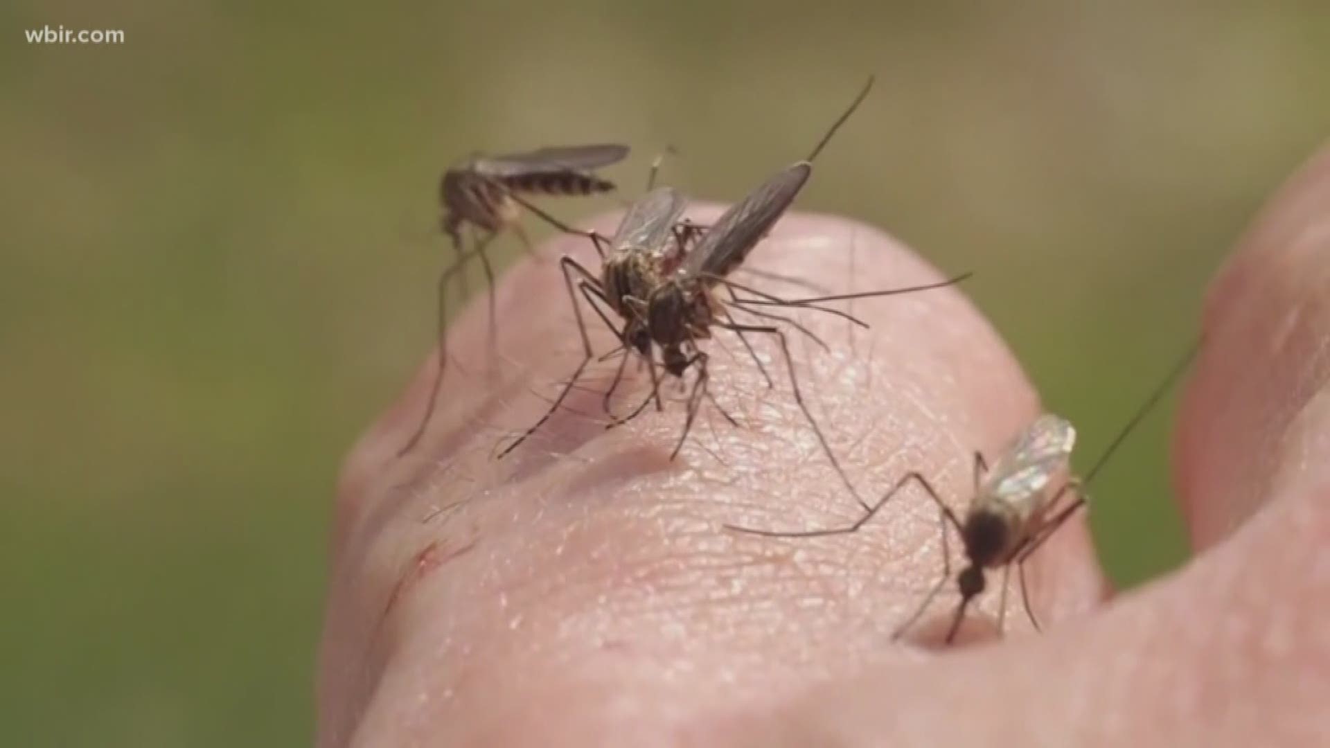 With regular rain and warm weather here to stay, the pesky insects are ready to start swarming.